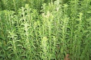 Εκδήλωση για τη στέβια στη Βασιλική