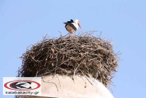 Καστράκι - Κάποιος να καθαρίσει τις φωλιές των Πελαργών