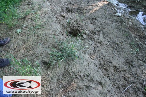 arkouda_kastraki_IMG_7242