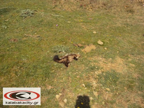 dhlitiasmena DSC06406