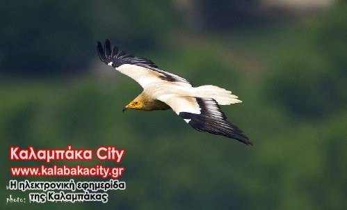 Asproparis Franz C. Robiller