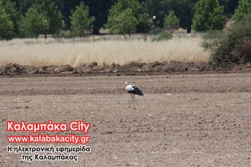 gipedo aris IMG 0249