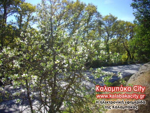 gortzia anth IMGP0664