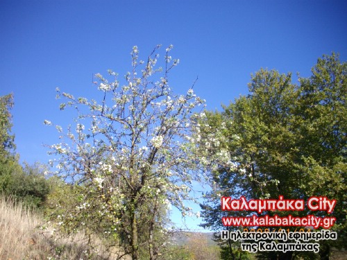 gortzia anth IMGP0665