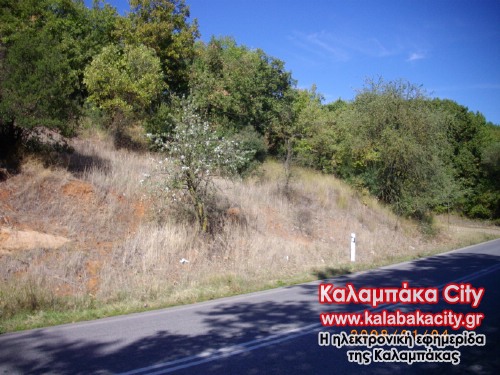 gortzia anth IMGP0666