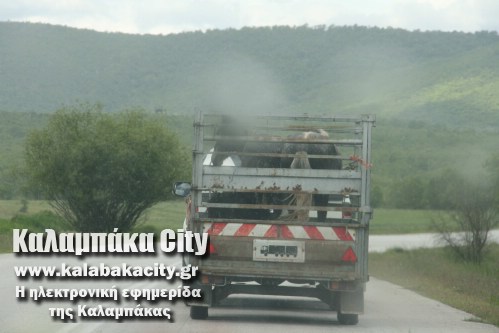 protomagia grevena prwtomagia 074