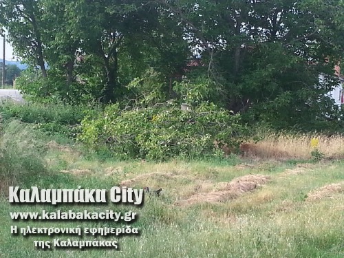 diava20140608 193602