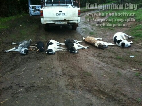 IMG 28310014240365 wm