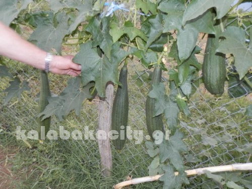 karagiannis P8031381