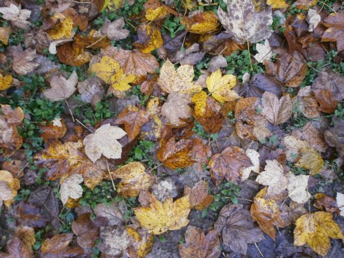 kastania olk PA181692