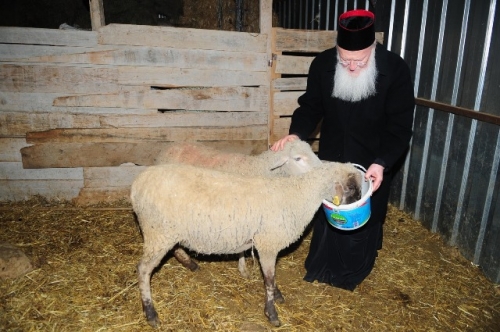 Patr taizei katsikes