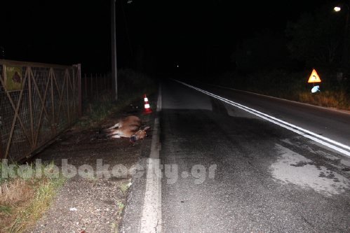 chrash alogo IMG 4831