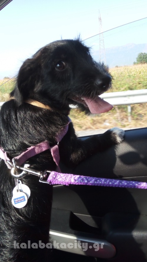 dog IMG 20160805 090437