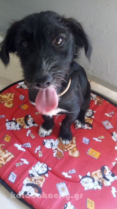 dog IMG 20160805 095353