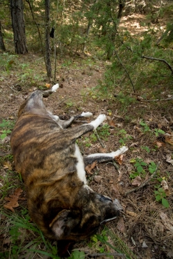 Poison Kalopleuri ORNITHOLOGIKI DVavlylis 4