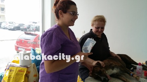 animal kalabaka 20161016 122557