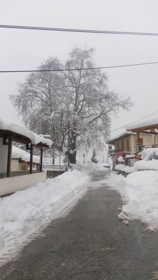 16114411 10206139670490206 8237948314055720644 n