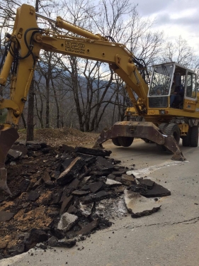 ampelia xrysomilia 2