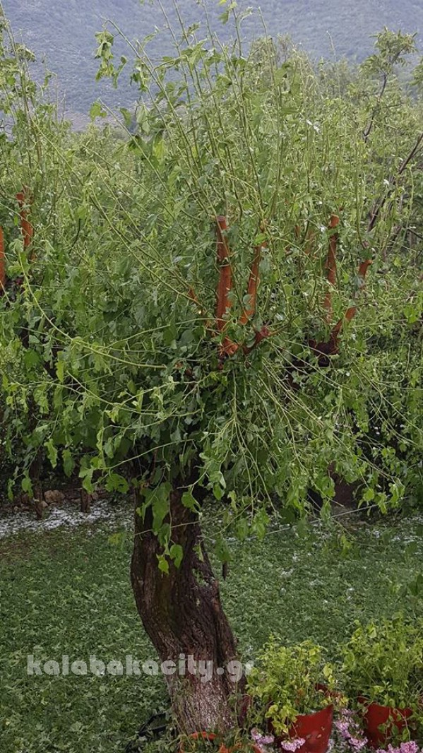 kaloneri 19260449 1588614667829848 1381017211222607 n