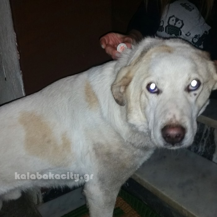 dog pind 1820171231 233025