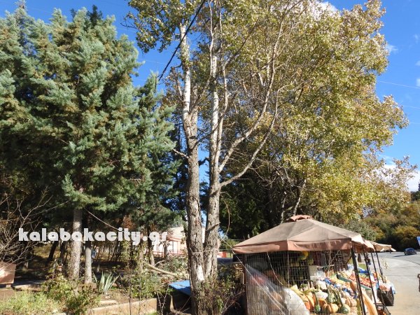 kladi kentro ygeiasDSCN6900