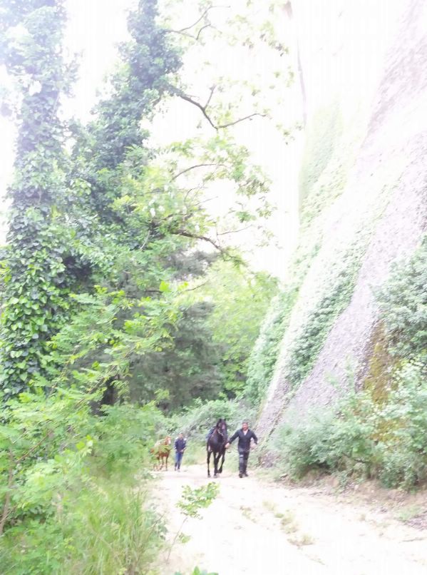 ippis received 1882193721812772