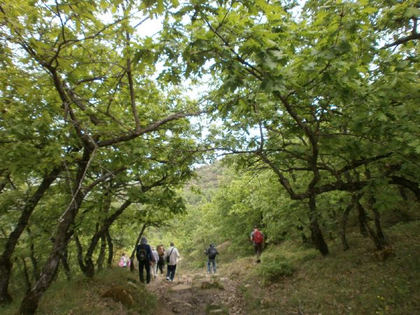 meteora olk 18 44P4150227