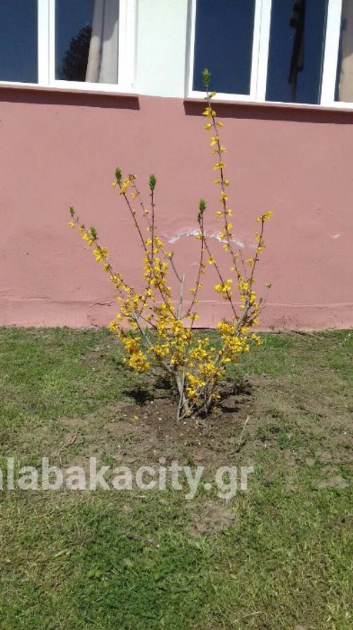 vasiliki sxolio frIMG-9dc678088ed8711d92e5591ea2b365b3-V wm