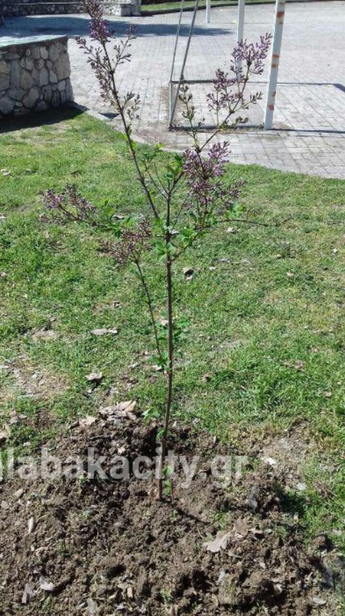 vasiliki sxolio frIMG-b91dd56530ecdfa94834e7bd00f84fa8-V wm