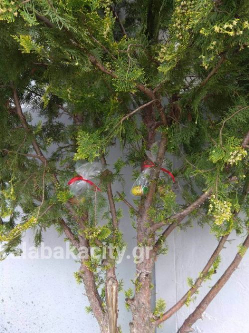 vasiliki sxolio frIMG-d8b107119c7b749b8612db3a0e087942-V wm