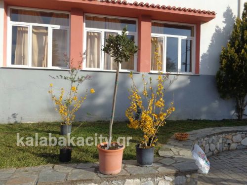 vasiliki sxolio frIMG-f12c97eaca5e2a5bd65bb4dd375ad611-V wm