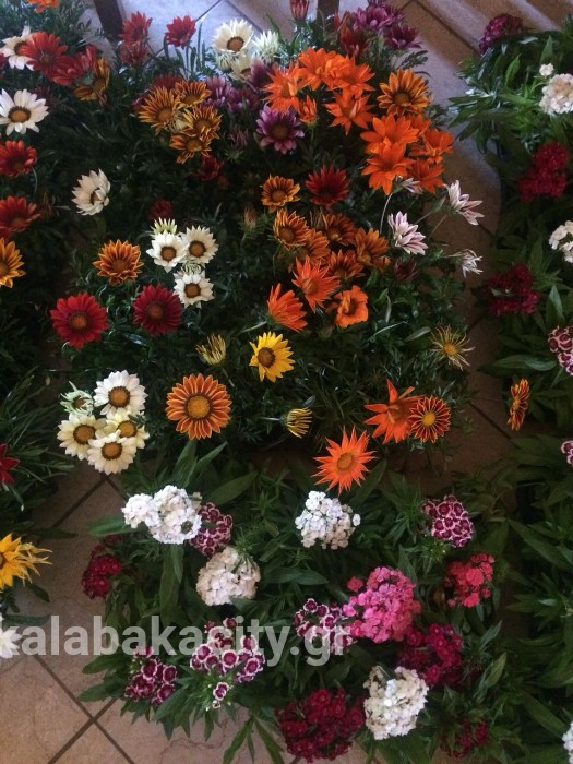 IMG-8dbfbef17eecf0468ce67f61c363262f-V wm