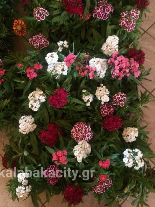 IMG-cf21cb60b466deb540b39449b2cd121c-V wm